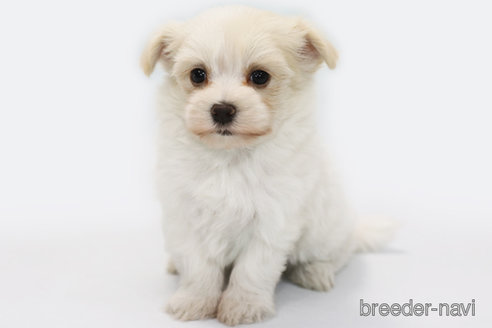 成約済の神奈川県のミックス犬-313793の2枚目